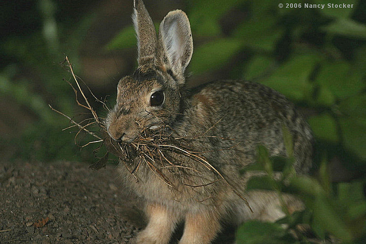 Cottontail with Nesting Material