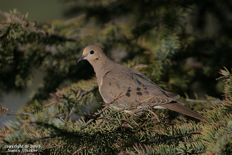 Mourning Dove