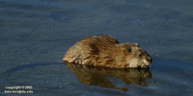 Muskrat