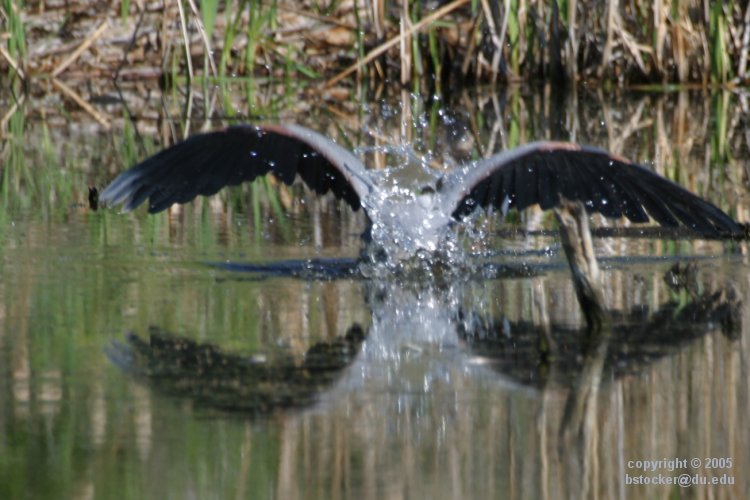Great Blue Heron Diving for a Fish