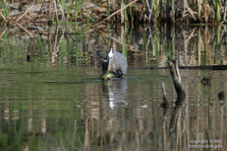 Great Blue Heron and a Captured Fish #1