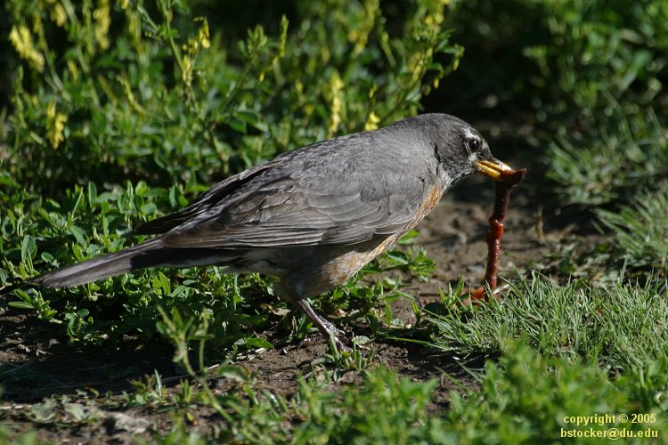Robin