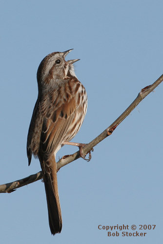 Singing Song Sparrow