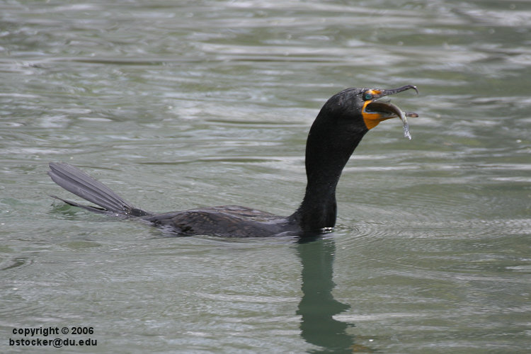 Double-crested Cormorant with a Fish #3