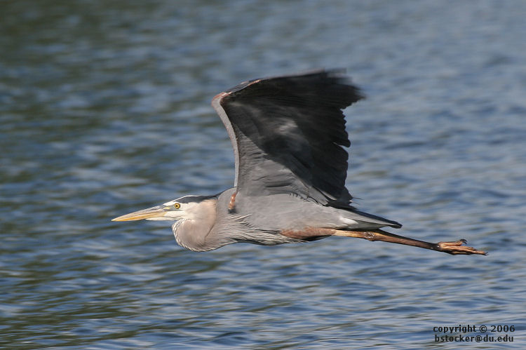 Great Blue Heron in Flight 