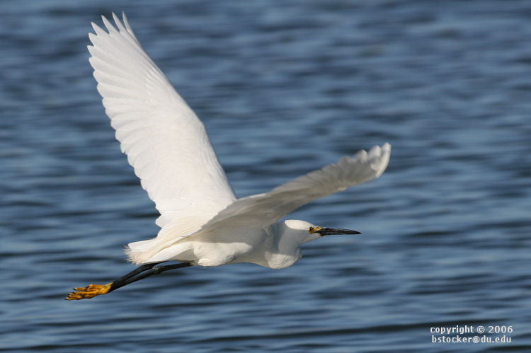 Snowy Egret in Flight
