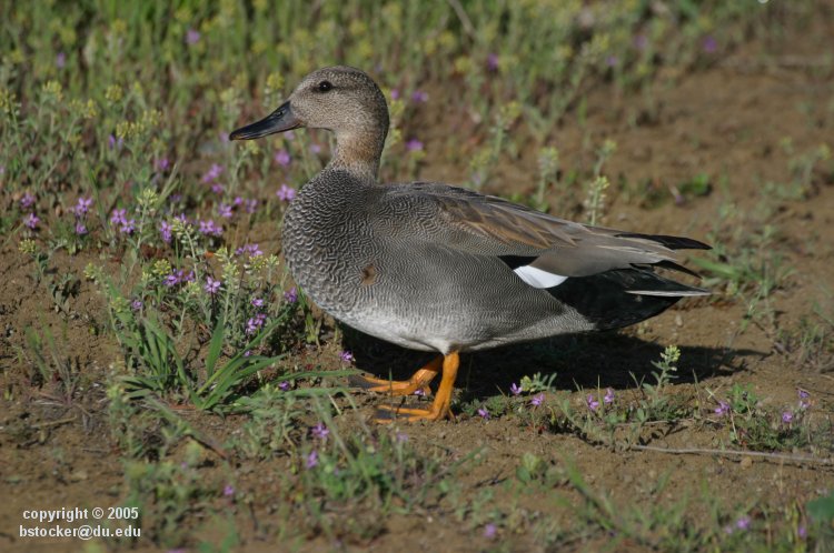 Male Gadwall