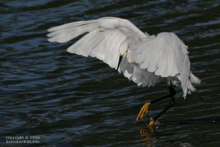 Snowy Egret about to Dunk for a Fish