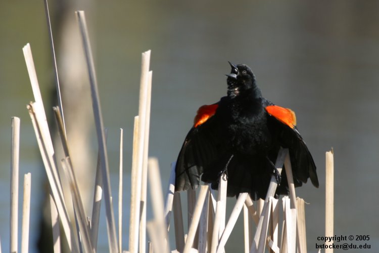 Male Red-winged Blackbird