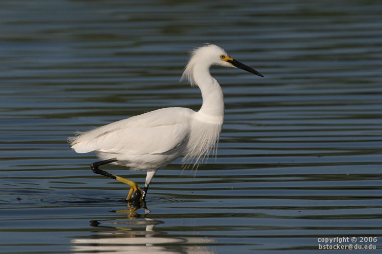 Snowy Egret Stalking Fish 
