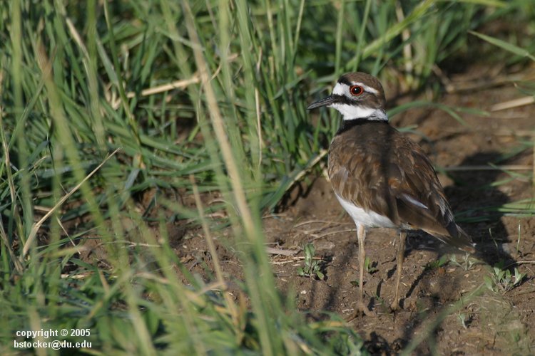 Killdeer