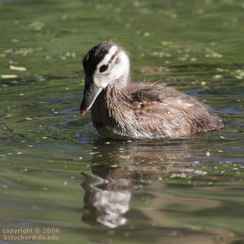 Wood Duckling