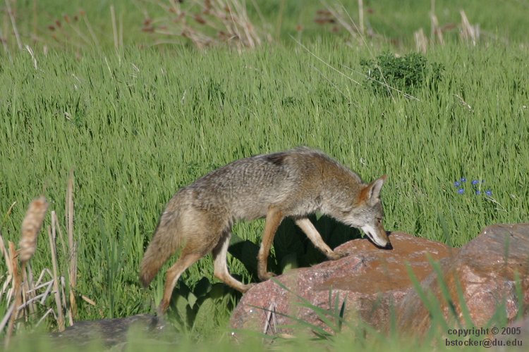 Hunting Coyote
