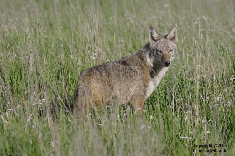 Coyote