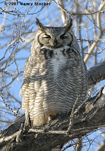 Great Horned Owl