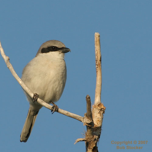 Loggerhead Shrike