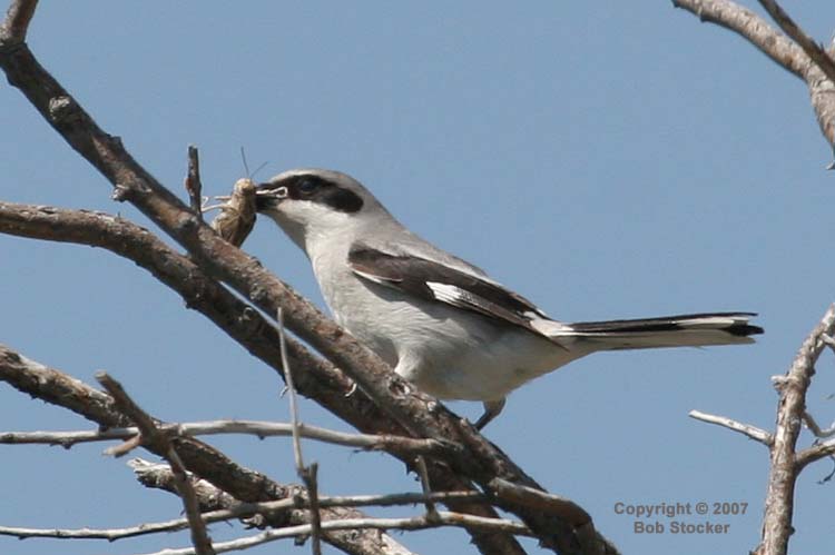 Loggerhead Shrike and Grasshopper #1