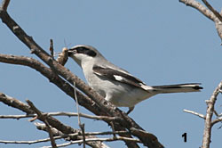 Loggerhead Shrike with a Grasshopper