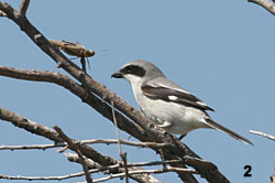 Loggerhead Shrike with a Grasshopper