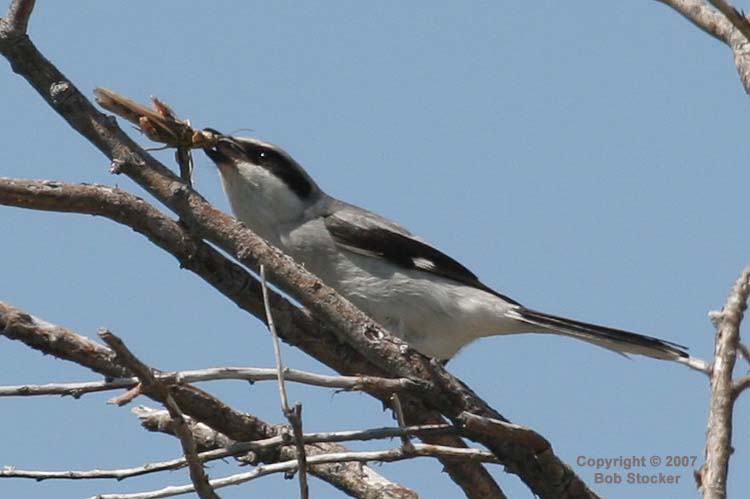 Loggerhead Shrike and Grasshopper #3