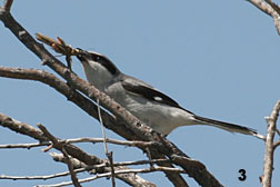 Loggerhead Shrike with a Grasshopper