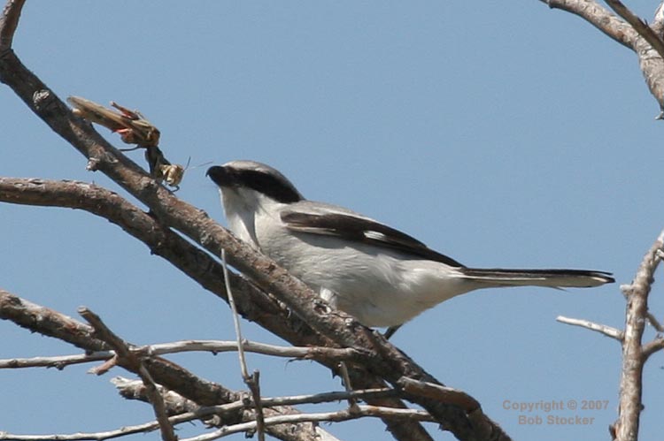 Loggerhead Shrike and Grasshopper #4