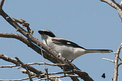 Loggerhead Shrike with a Grasshopper