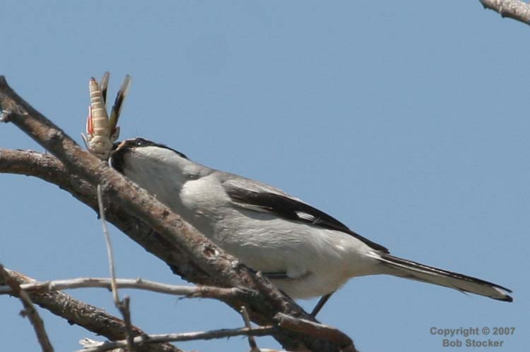 Loggerhead Shrike and Grasshopper #5