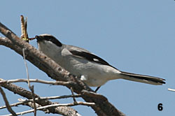 Loggerhead Shrike with a Grasshopper