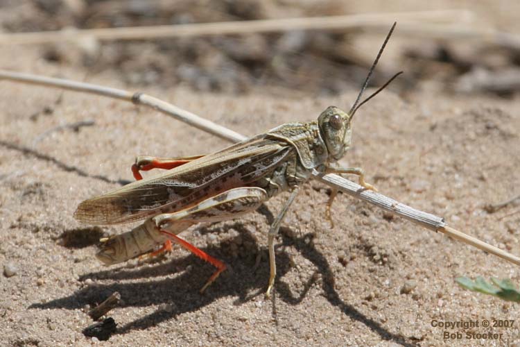 Grasshopper