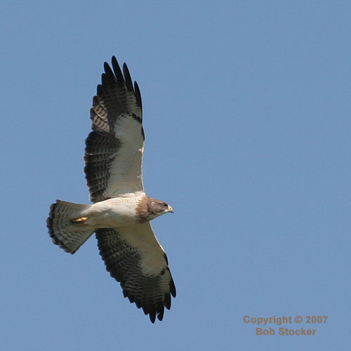 Swainson's Hawk