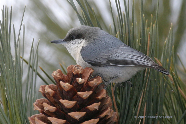 Pygmy Nuthatch on a Pinecone