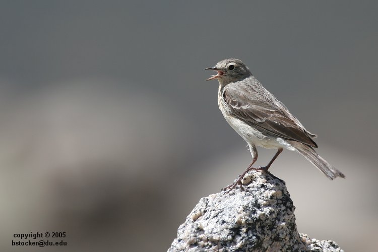 American Pipit
