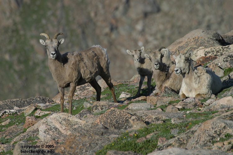 Bighorn Sheep