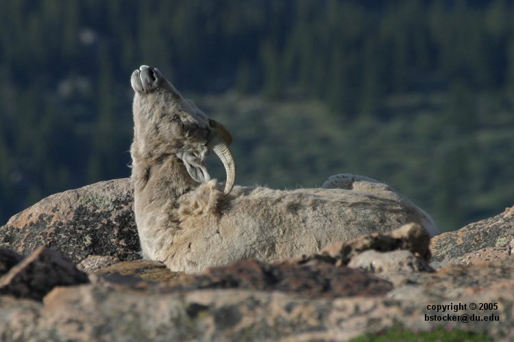 Bighorn Sheep