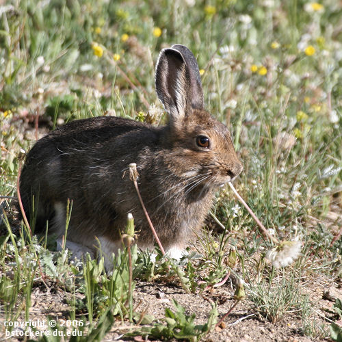Snowshoe Hare
