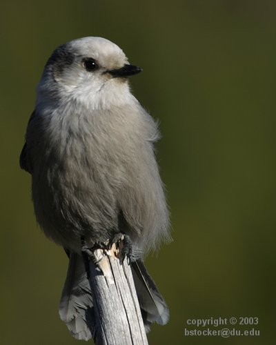 Gray Jay