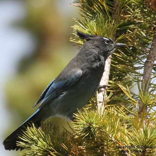 Steller's Jay