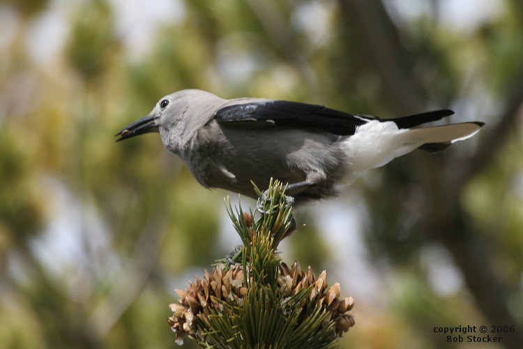 Clark's Nutcracker