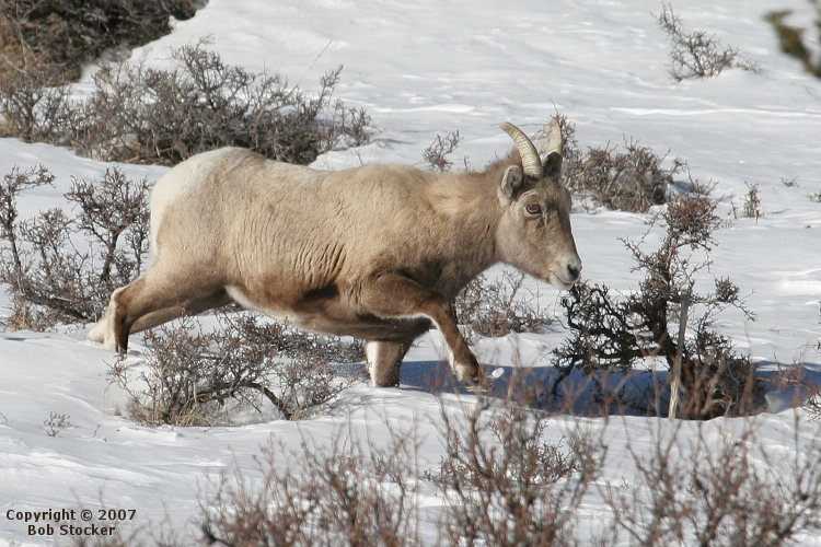 Female Bighorh Sheep Wading Through Snow