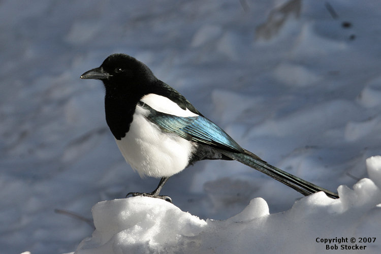 Black-billed Magpie on a Snowbank