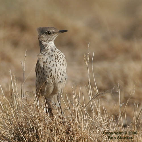 Sage Thrasher