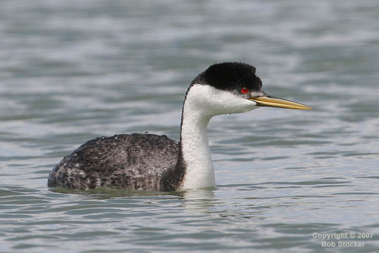 Western Grebe