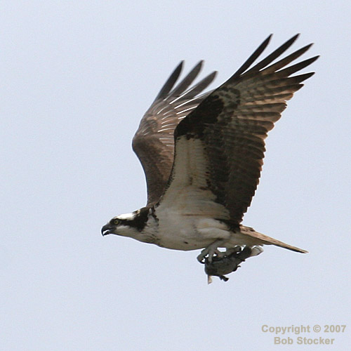 Osprey with a Fish