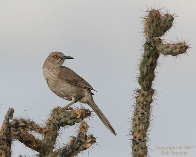 Curve-billed Thrasher