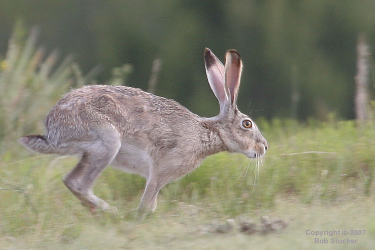 Black-tailed Jackrabbit