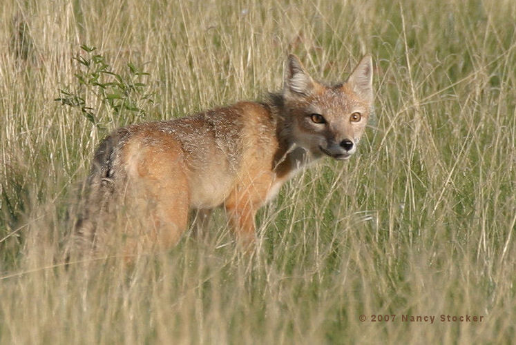 Swift Fox