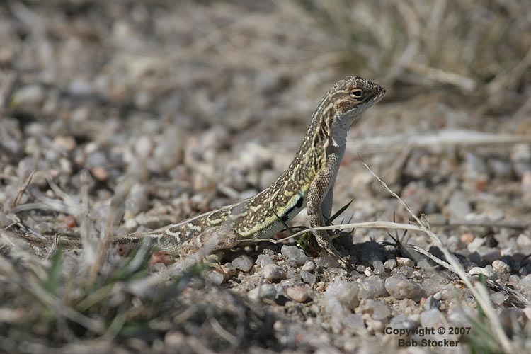 Lesser Earless Lizard
