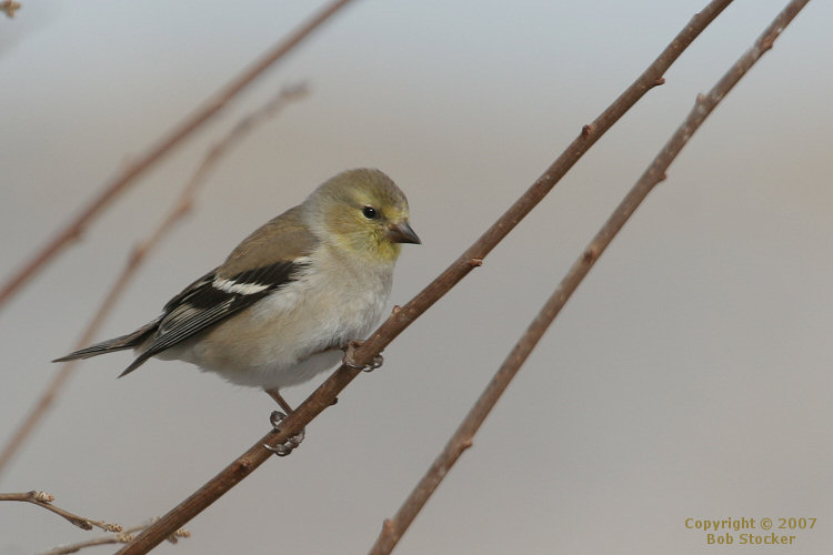 Female Lesser Goldfinch