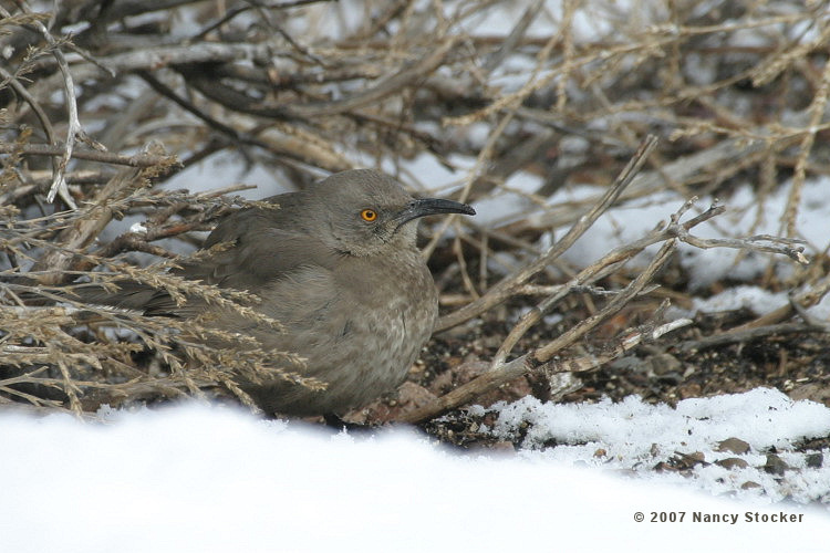 Curve-billed Thrasher